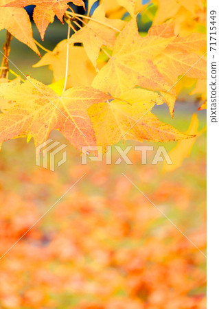 愛知縣名古屋市西區的鳥武森林和秋葉紅磚，秋葉，城市景觀[11月] 71715449