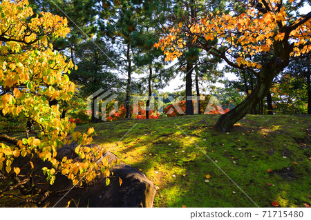 愛知縣名古屋市德川花園和秋葉，花園，秋天的樹葉，季節[11月] 71715480