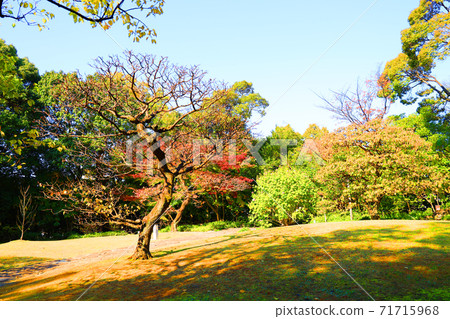 Scenery of Tokugawaen and autumn leaves in Nagoya City, Aichi Prefecture, garden, autumn leaves, season [November] 71715968