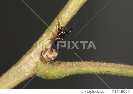 Creature spider Kirewahaetori, male. There is a similar species, but the protrusions on the pedipals are long and forward, so ... Creature spider Kirewahaetori, male. There is a similar species, but the protrusions on the pedipals are long and forward, so ... 71716003