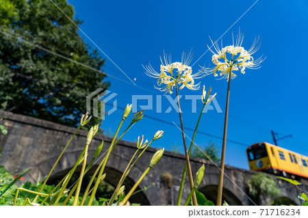 Yellow train and white cluster amaryllis passing through the Megane Bridge on the Hokusei Line in Inabe City, Mie Prefecture 71716234