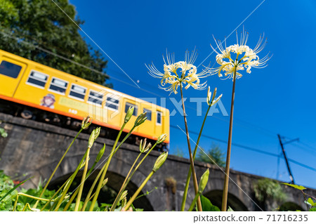 三重縣稻部市北星線眼鏡橋上的黃色火車和白色Higanbana 71716235
