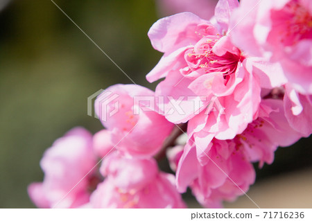 粉紅桃花盛開 71716236