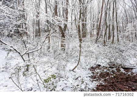 Morning scenery with fresh snow in the forest 71716302