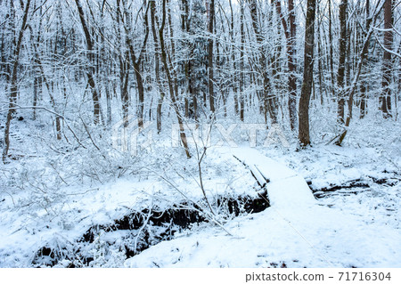 Fresh snow forest and road (Onhara plateau) 71716304