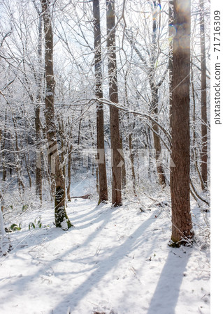 Fresh snow forest and road sunlight through the trees (Onhara Kogen) 71716309