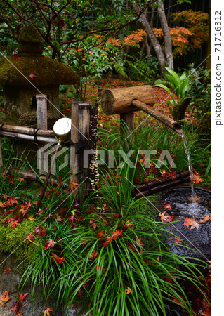 Autumn leaves of Gioji 71716312