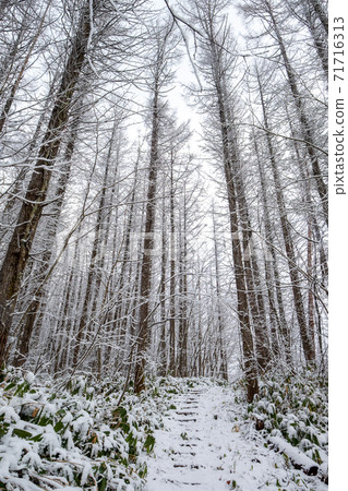 Fresh snow forest and road (Lake Onbara) 71716313