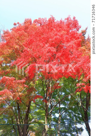 Autumn leaves (Iruma City, Saitama Prefecture) 71716346
