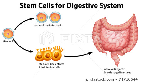 Stem Cells For Digestive System - Stock Illustration [71716644] - PIXTA