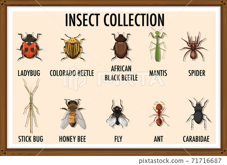 Set of insect collection in wooden frame 71716687