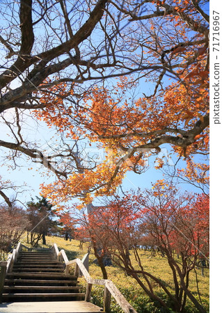 Bright Shiroyashio autumn leaves 71716967