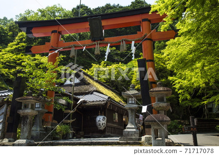 Oku Sagano Spring Oku Sagano Spring 71717078