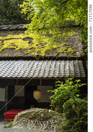 Oku Sagano Spring Oku Sagano Spring 71717086