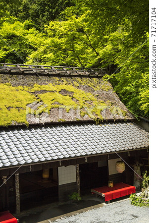 Oku Sagano Spring Oku Sagano Spring 71717104