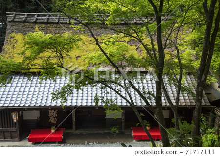 Oku Sagano Spring Oku Sagano Spring 71717111