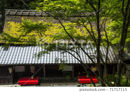 Oku Sagano Spring Oku Sagano Spring 71717113