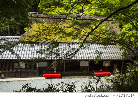 Oku Sagano Spring Oku Sagano Spring 71717114