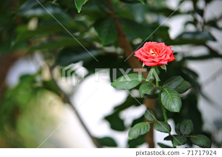 花園獨立廳 花園獨立廳 71717924