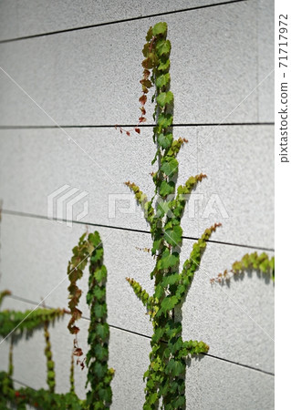 Independence Hall, Garden Independence Hall, Garden 71717972