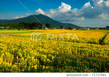 Mt. Tsukuba and sunflower field Mt. Tsukuba and sunflower field 71717981