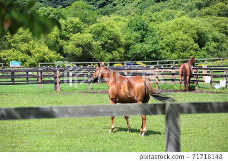 Thoroughbred 71718148