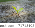 Small plant tree growing in center trunk of cut stumps.  71718402