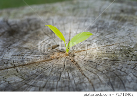 Small plant tree growing in center trunk of cut stumps. Small plant tree growing in center trunk of cut stumps. 71718402