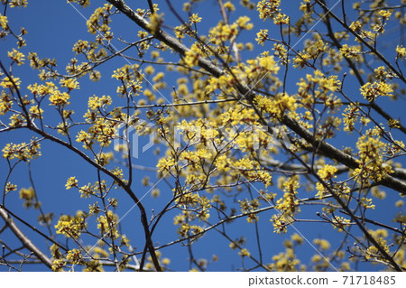 散落在藍天中的三樹玉花 71718485