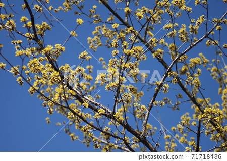 散落在藍天中的三樹玉花 散落在藍天中的三樹玉花 71718486