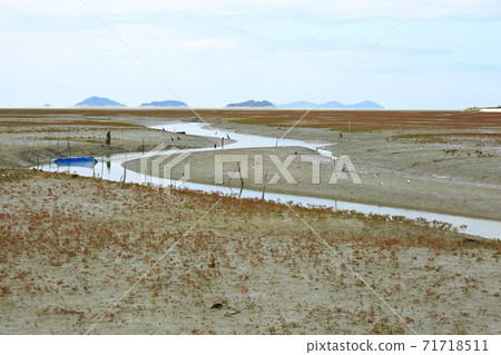 Natural ecosystem, beach 71718511