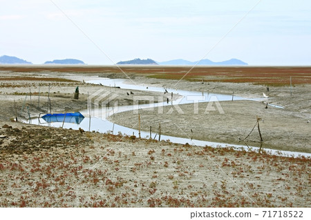 Natural ecosystem, beach Natural ecosystem, beach 71718522