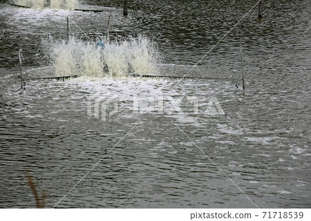 Natural ecosystem, beach 71718539