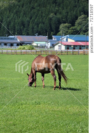 Thoroughbred Thoroughbred 71718597