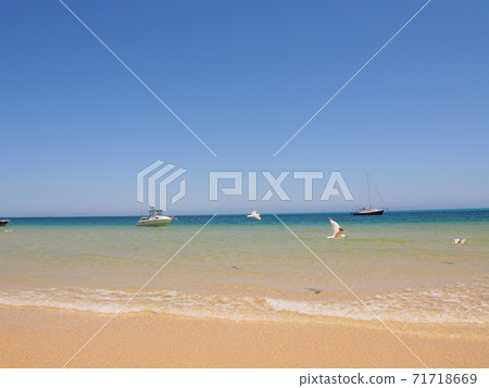 Moreton Island beaches and seagulls 71718669