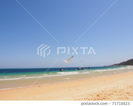 Moreton Island beaches and seagulls 71718823