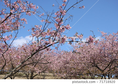 河津櫻花盛開在藍藍的天空下 71718920