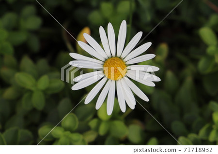 Margaret flowers blooming in the autumn flowerbed Margaret flowers blooming in the autumn flowerbed 71718932