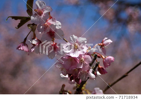 Kawazu cherry blossoms up flower color and blue sky blurred in the background Kawazu cherry blossoms up flower color and blue sky blurred in the background 71718934