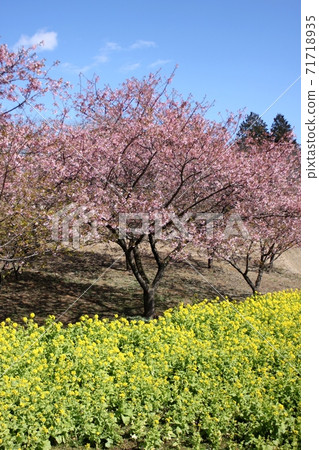Rape field under the blue sky and Kawazu cherry blossoms in full bloom Rape field under the blue sky and Kawazu cherry blossoms in full bloom 71718935