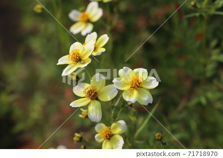 冬季波斯菊的黃色花朵盛開在秋天的花床上 71718970