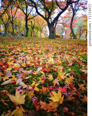 Carpet of autumn leaves with beautifully mixed red, yellow and green (vertical position) 242 Carpet of autumn leaves with beautifully mixed red, yellow and green (vertical position) 242 71718972