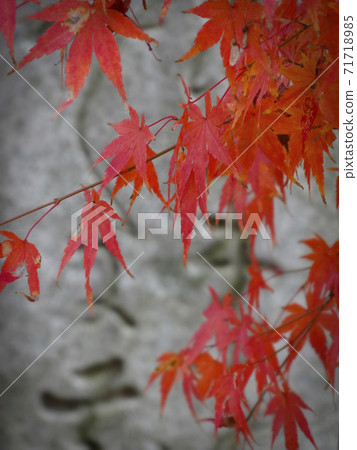 楓葉（垂直位置）在石碑191上刻有舊字母的背景下變成了鮮紅色 71718985