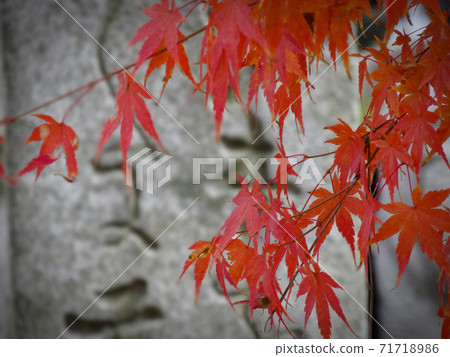 Maple leaves with bright red leaves against the background of old letters engraved on the stone monument 190 71718986