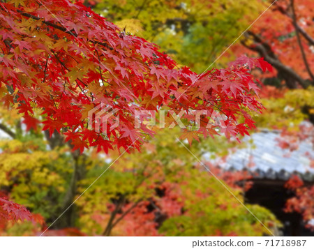 精美地變成紅色的京都楓樹秋葉(背景中的屋頂瓦片)187 精美地變成紅色的京都楓樹秋葉(背景中的屋頂瓦片)187 71718987
