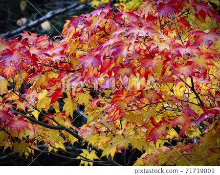 Kyoto maple 041 with autumn leaves in a gradation of red and yellow like lipstick Kyoto maple 041 with autumn leaves in a gradation of red and yellow like lipstick 71719001