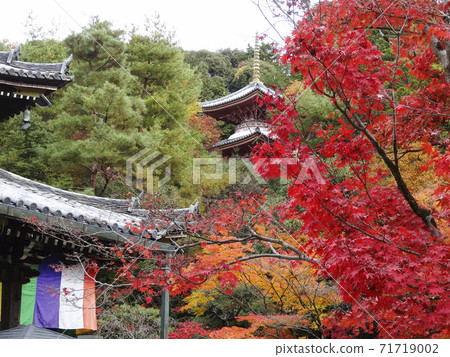 京都的秋葉(背景為塔樓)032 京都的秋葉(背景為塔樓)032 71719002