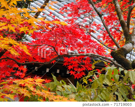 京都的秋葉(背景為屋頂瓦)022 京都的秋葉(背景為屋頂瓦)022 71719003