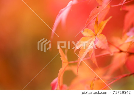 Autumn color Autumn color 71719542