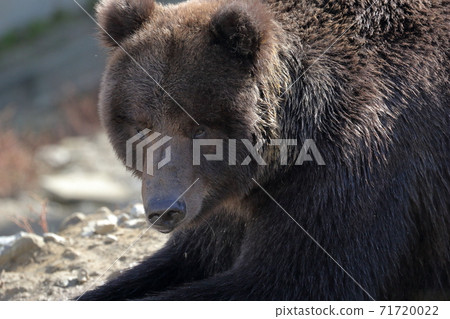 Depressed bear (brown bear, Kuma Kuma Park, Akita Prefecture) 71720022